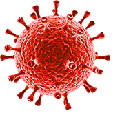 bacterium